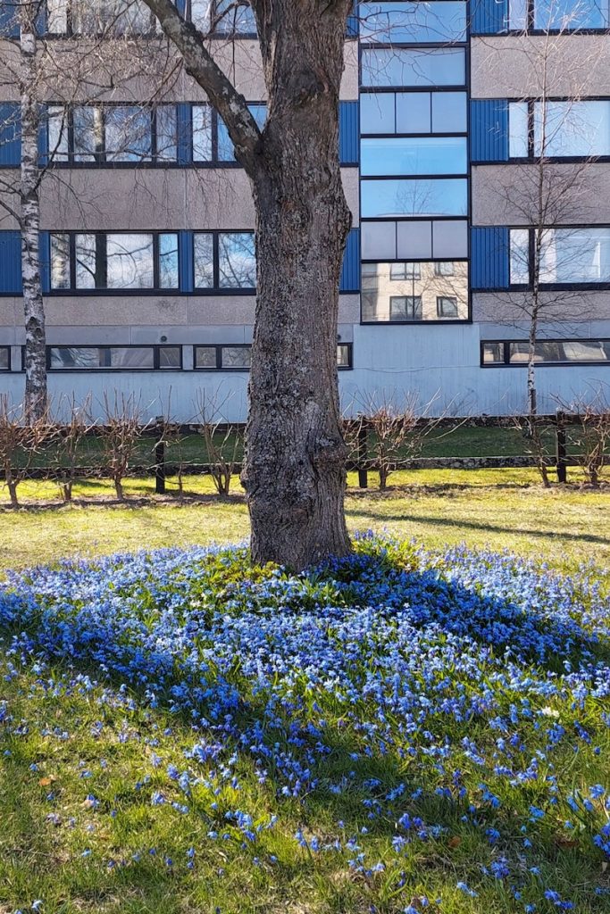 Sinisiä kukkia puun ympärillä ja taustalla kerrostalo.
