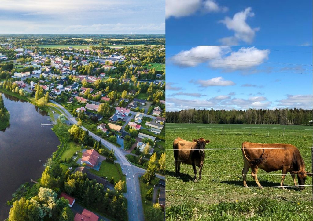 Huittisten keskustan läheinen Loimijoki ja jokirannan asutusta. Viereisessä kuvassa kaksi lehmää.