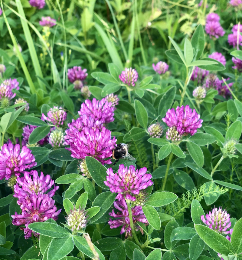 Clover flowers on a lawn.