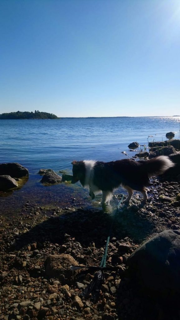 Koira kävelee kivikkoisella merenrannalla. 