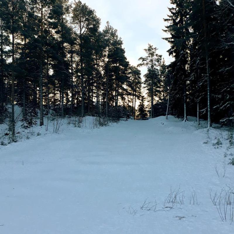 A really steep sledding hill surrounded by forest trees