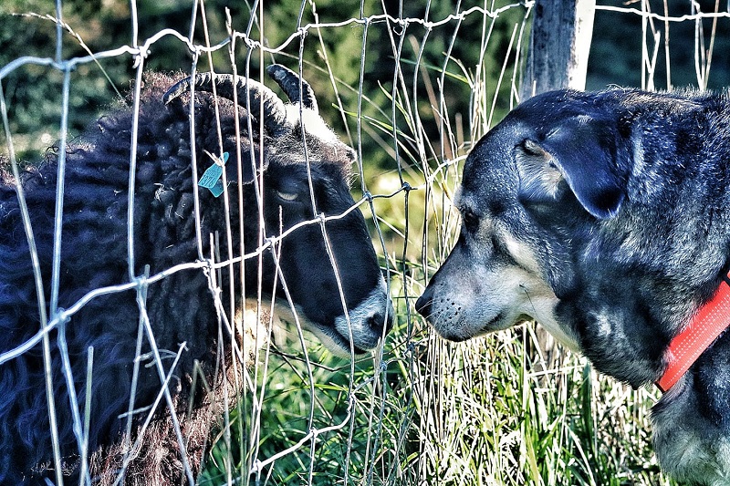 Koira ja sarvipäinen lammas aidan eri puolilla katselemassa toisiaan.