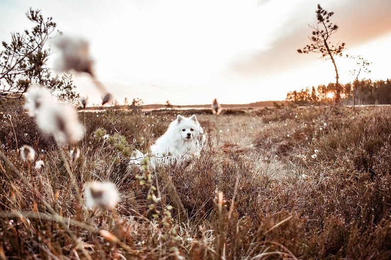 Valkea koira istuu suomaisemassa, jossa on muutama puu ja auringonnousu taivaanrannassa.