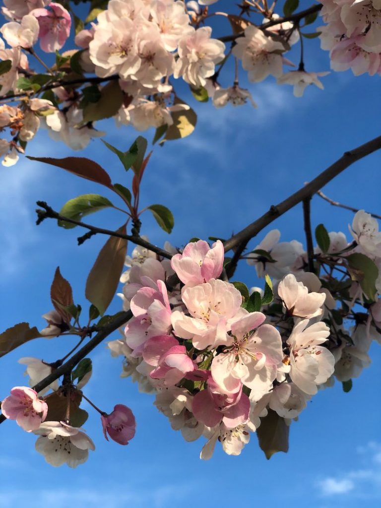 Lähikuva omenapuun kukista sinistä taivasta vasten 