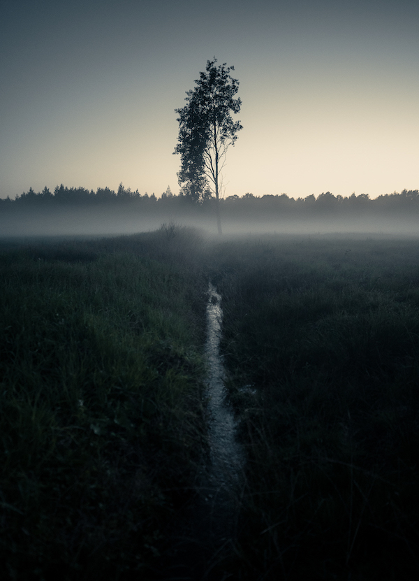 A tree and a small stream on a misty field 