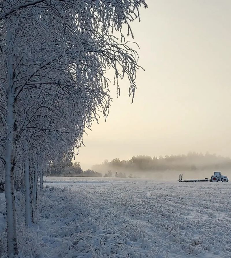 Traktor på ett fält med ett tunt lager snö och dimma, omgiven av björkar med frost