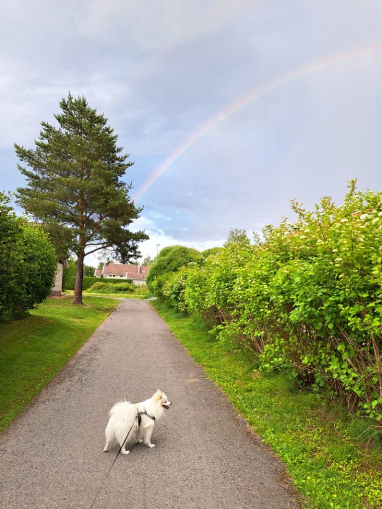 Hund på joggingtur med en regnbåge i bakgrunden.