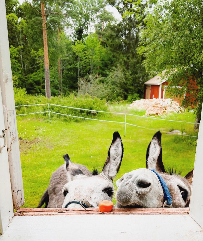 Two donkeys reach out to eat a carrot on the windowsill.