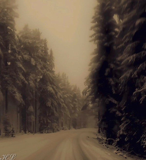 A dark forest road in winter. 
