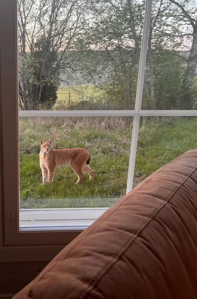 A lynx in the backyard, seen from a window.