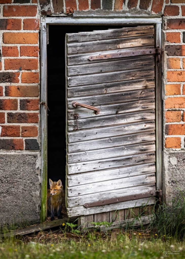 A fox peeks through an old doorway.