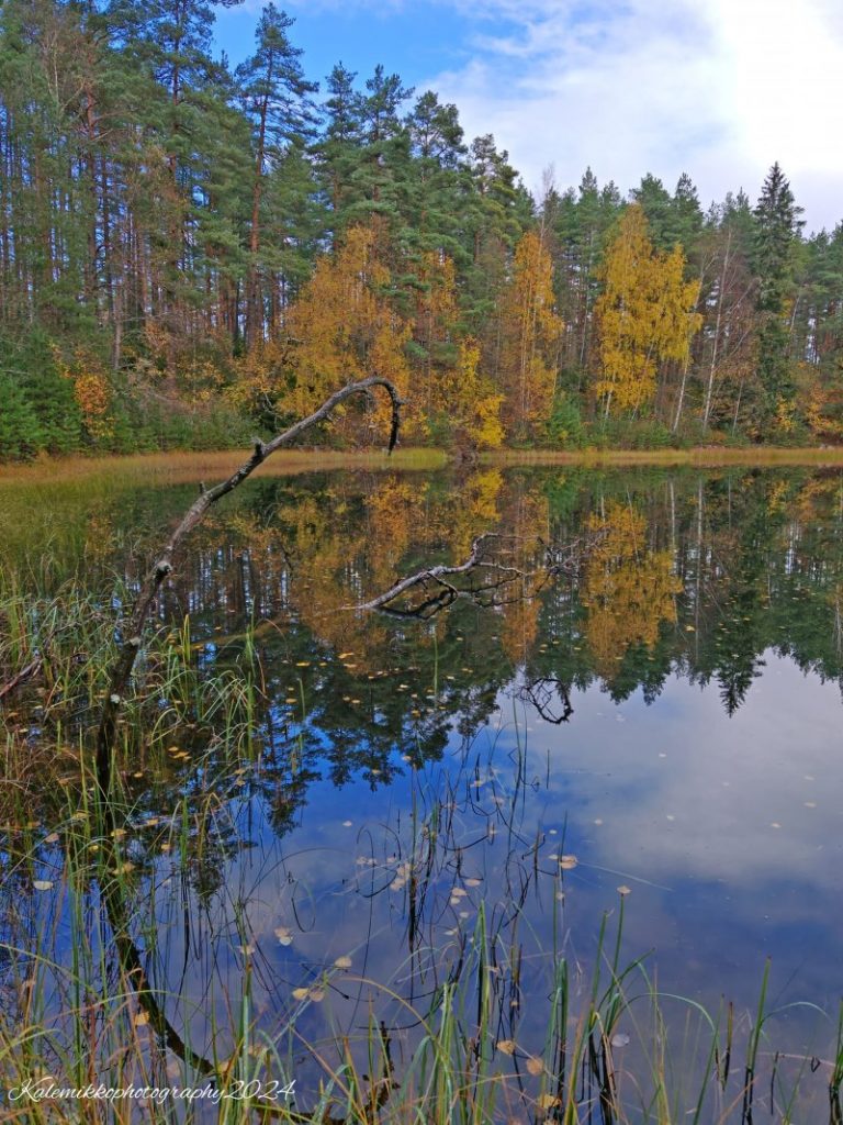 Keltaisia lehtiä Hevolinnanjärven pinnalla. 