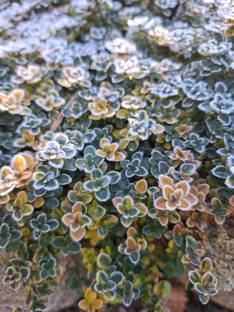 Close-up of small plants in the garden that have frost on their leaves. 